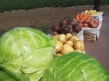 Отборные картошка, морковь, свекла, капуста и другие овощи от поставщика в Алтайском крае / Иркутск