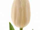 Голландские тюльпаны оптом от производителя / Иркутск