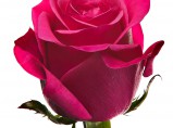Розы оптом из Эквадора Topaz (Топаз) / Иркутск
