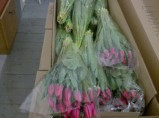 Продаем тюльпаны высшего качества / Иркутск